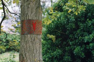 Tendres pensements